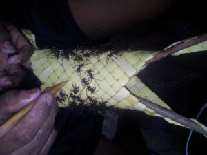 Bullet Ants Biting Ritual 14 Unusual Rites of Passage That Separated the Strong from the Weak in ...